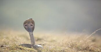 Snake Summary Explanation in Hindi